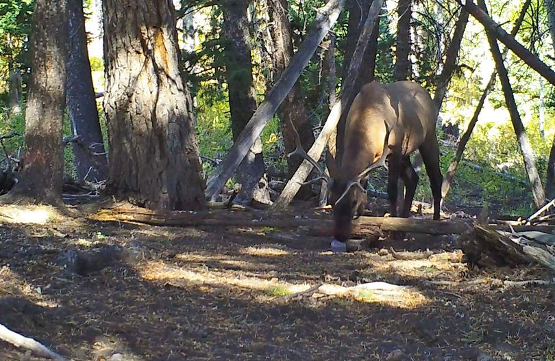 Two new Utah hunting laws on target to take effect Thursday News